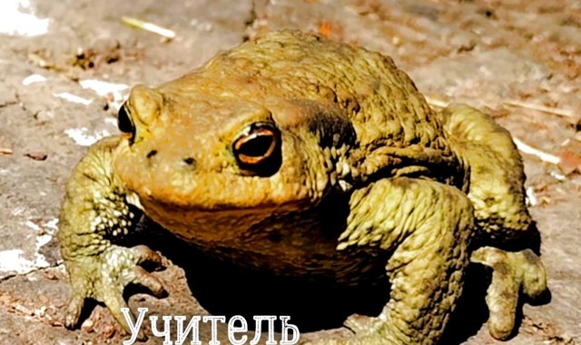 Обложка: Просветление